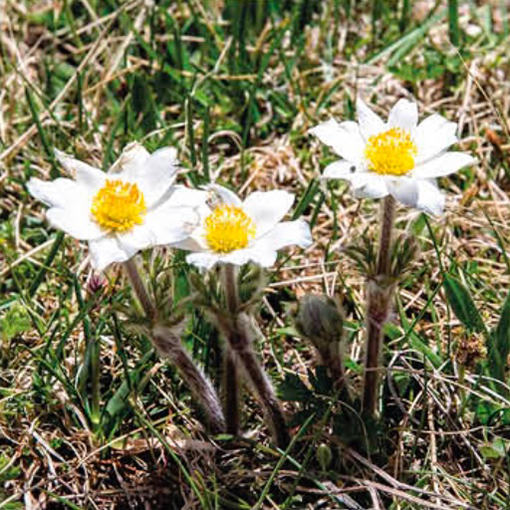 Anemone Alpina