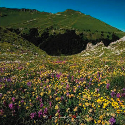 Fioritura sui Piani di Ragnolo