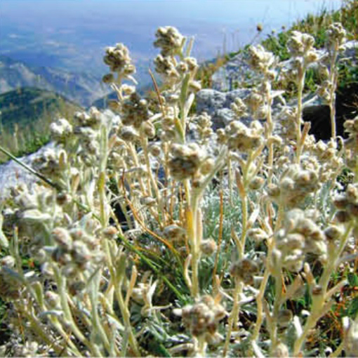 Genepì dell'Appennino