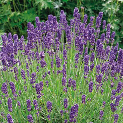 Lavanda di Carpegna