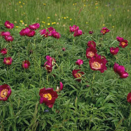 Peonia Selvatica